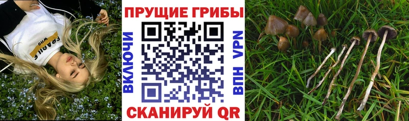 хочу наркоту  Сретенск  Галлюциногенные грибы GOLDEN TEACHER 